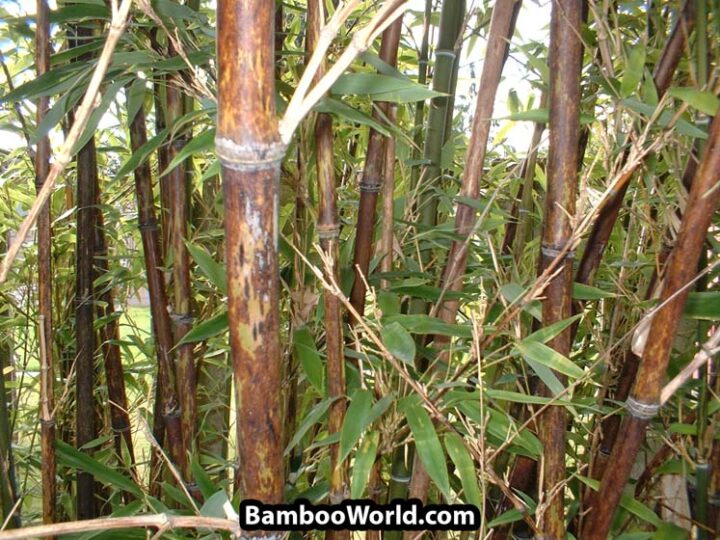 Phyllostachys nigra 'Bory' - Image 7