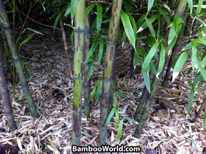 Phyllostachys nigra 'Bory' - Image 6
