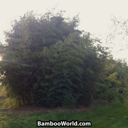 Phyllostachys nigra 'Bory'