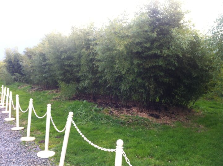 Phyllostachys nigra 'Hale' (Hardy Black) - Image 2