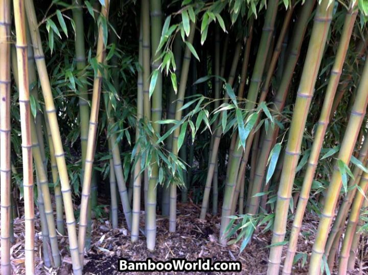Phyllostachys nigra 'Henon' - Image 7