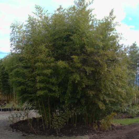 Phyllostachys nigra 'Henon'