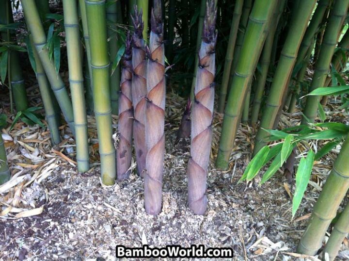 Phyllostachys nigra 'Henon' - Image 6