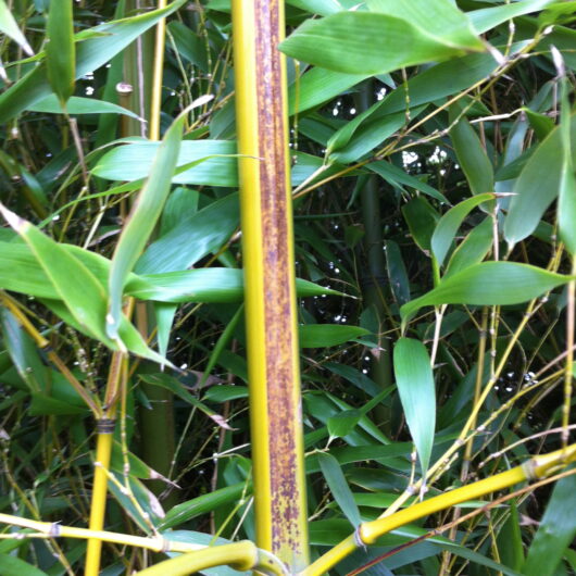Phyllostachys nigra 'Megurochiku'