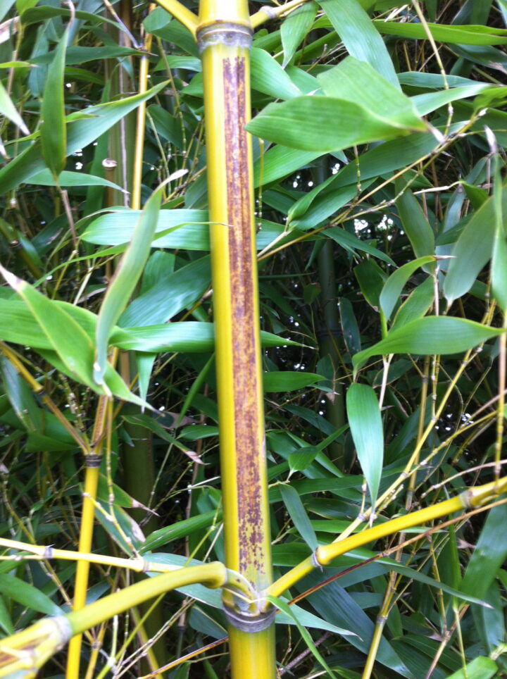 Phyllostachys nigra 'Megurochiku'