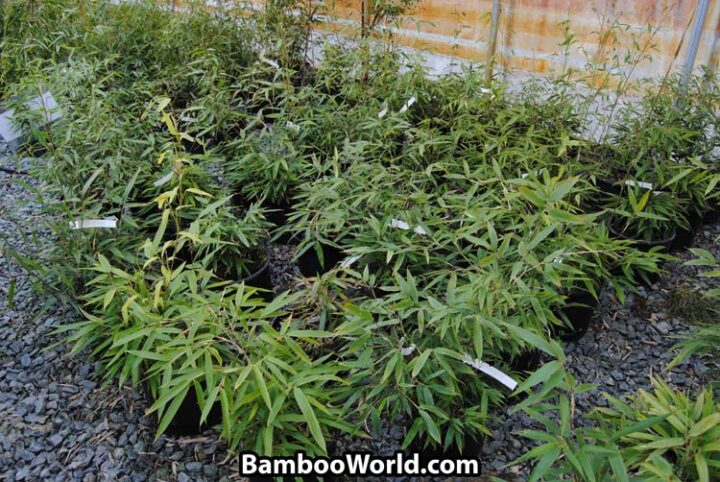 Phyllostachys nigra 'Shimadake' - Image 4