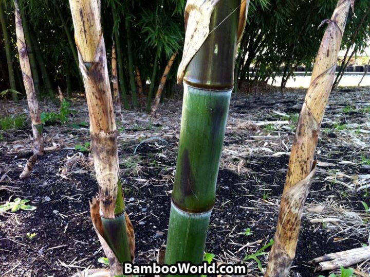 Phyllostachys nigra 'Tosaensis' - Image 2