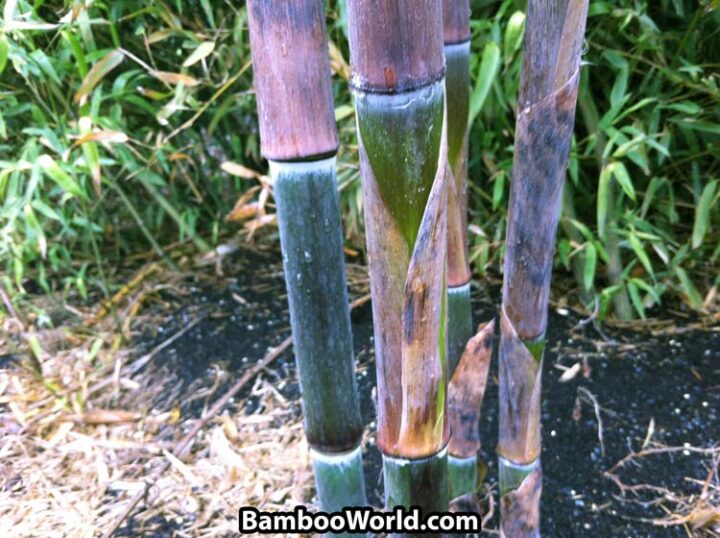 Phyllostachys nuda - Image 2