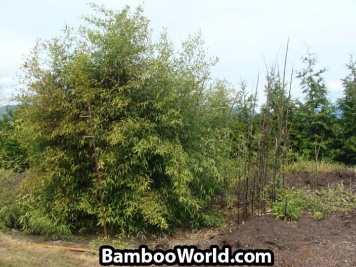 Phyllostachys nuda - Image 5