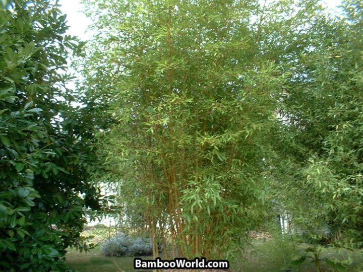 Phyllostachys viridis 'Robert Young' - Image 2