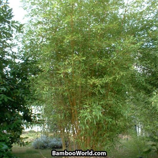 Phyllostachys viridis 'Robert Young'