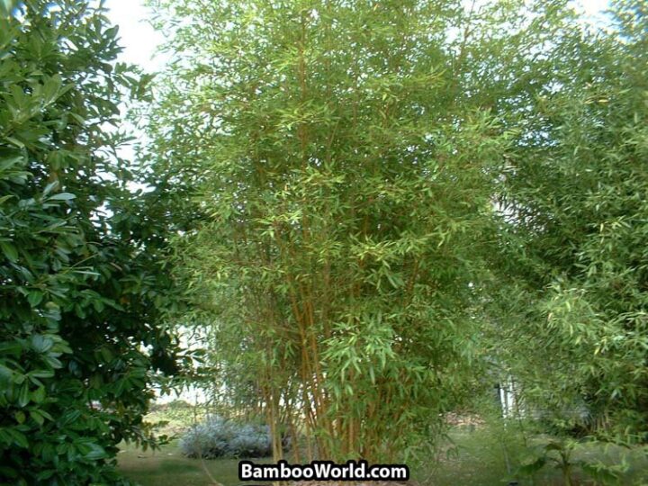 Phyllostachys viridis 'Robert Young'