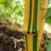 Phyllostachys vivax 'Aureocaulis' - Image 2