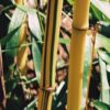Phyllostachys vivax 'Aureocaulis' - Image 3