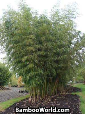Phyllostachys vivax