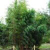 Phyllostachys vivax 'Huangwhenzhu Inversa' - Image 5