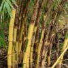 Phyllostachys vivax 'Huangwhenzhu Inversa' - Image 2