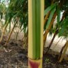 Phyllostachys vivax 'Huangwhenzhu Inversa' - Image 4
