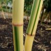 Phyllostachys vivax 'Huangwhenzhu Inversa'
