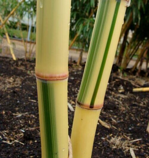 Phyllostachys vivax 'Huangwhenzhu Inversa'