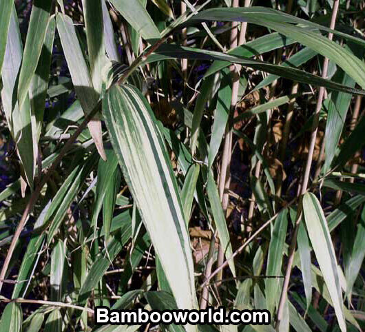 Psuedosasa japonica 'Tsutsumiana'