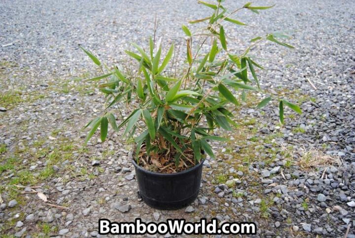 Pseudosasa japonica (Arrow Bamboo) - Image 2