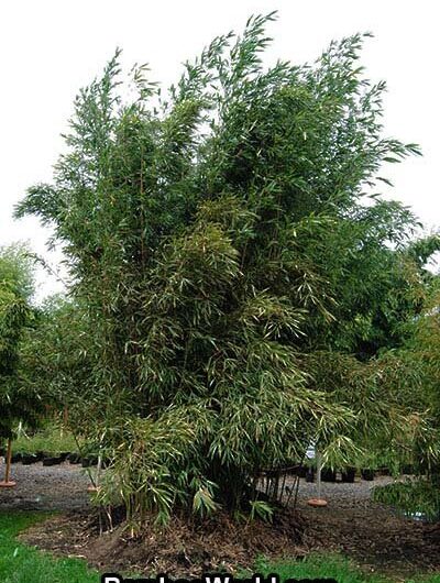 Semiarundinaria fastuosa (Japanese Palm Bamboo, Narihira or Temple Bamboo)