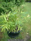 Semiarundinaria okuboi
