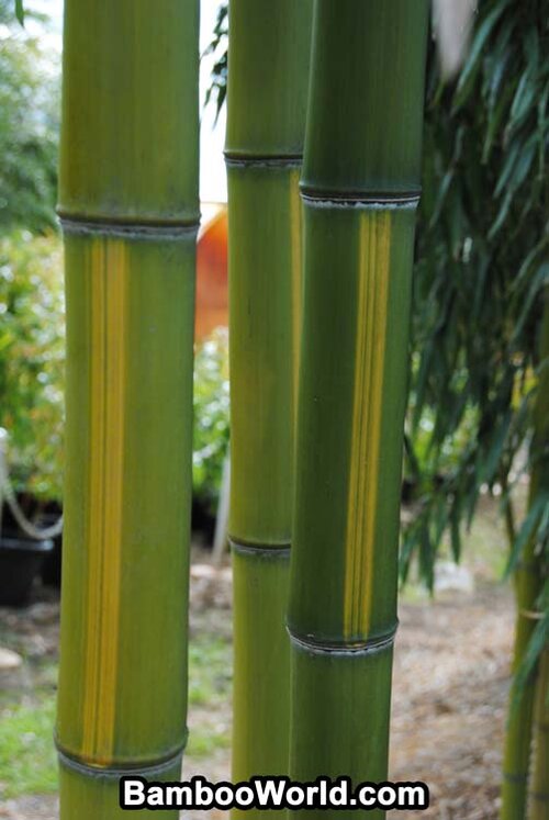 timber bamboo variety