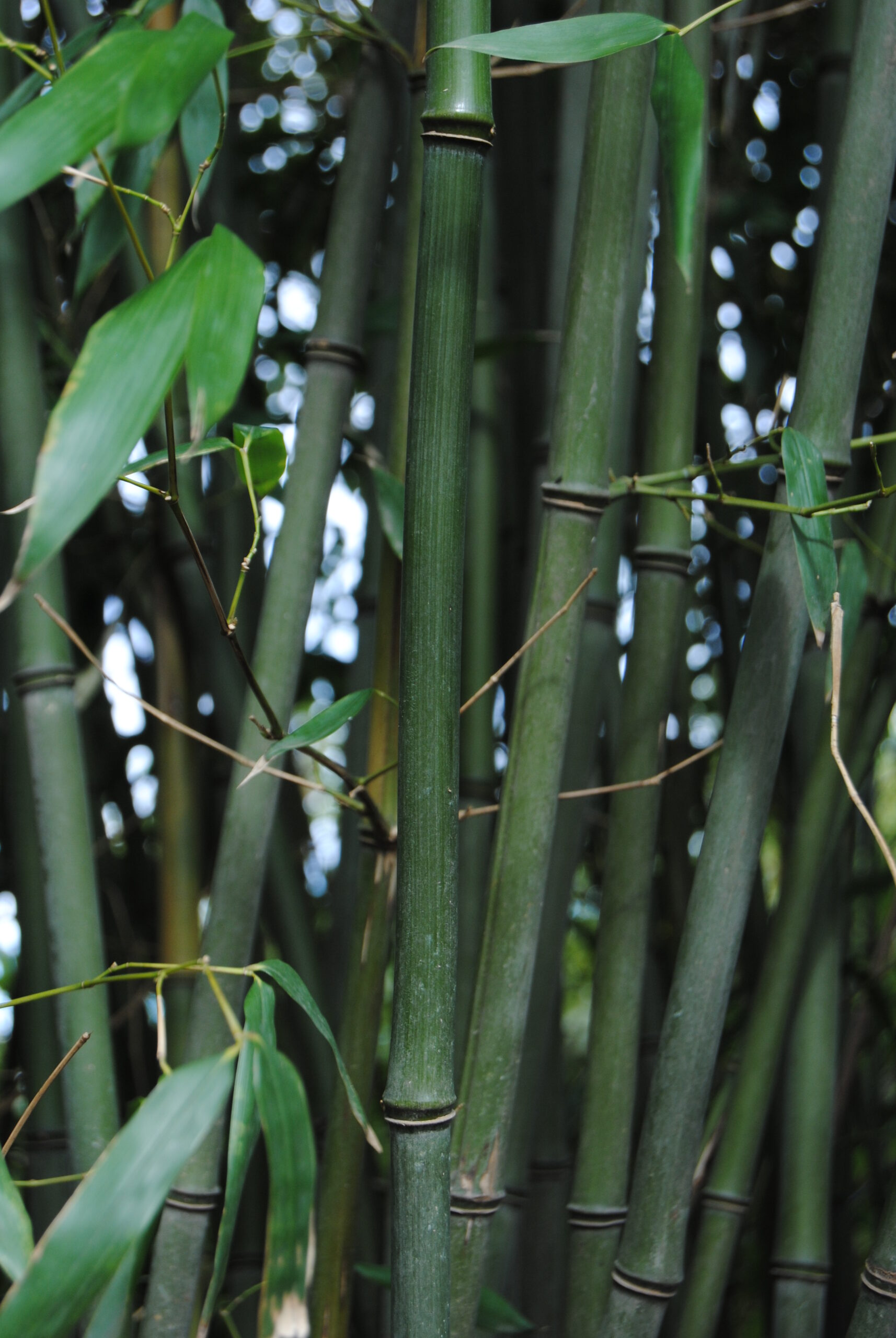 phyllostachys-bissetti-culms