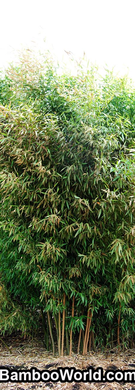 phyllostachys-aureosulcata-harbin-750