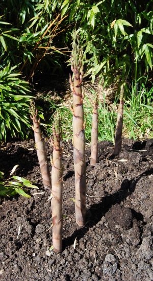 phyllostachys-nigra-hale-shoots